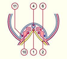 media/module7/h2ic4_cstad10_28b.gif