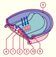 media/module7/h2kc_mesopara.gif