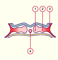 media/module7/h2ma_coelom.gif