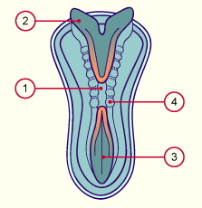 media/module7/h2nc_neurulation.gif