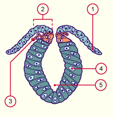 media/module7/h2oc_creteneuro.gif