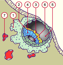 media/module8/carnegie/f2j_implant8j_synop.gif