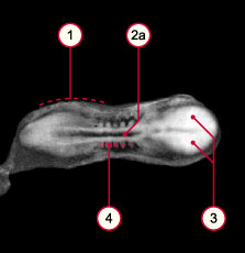 media/module8/carnegie/i1_kyotostad10asml.jpg