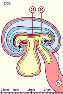 media/module8/i4_astadNumeros/i4_astad12_30N.gif