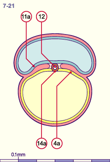 media/module8/i4_cstadNumeros/i4_cstad7_21N.gif