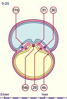 media/module8/i4_cstadNumeros/i4_cstad9_25N.gif