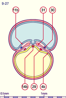 media/module8/i4_cstadNumeros/i4_cstad9_27N.gif