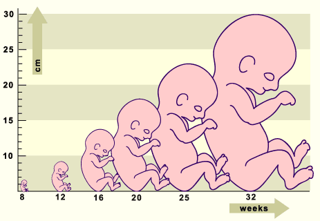 La vie de l'embryon et la naissance - CapConcours - CC