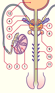 media/multuse/d2b_mannlichegenital.gif