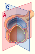 media/multuse/i4_vueac3D.gif