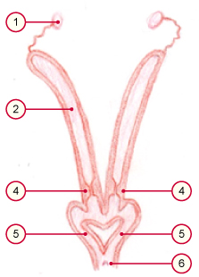 media/vet/module21/Uterus_beutel.jpg