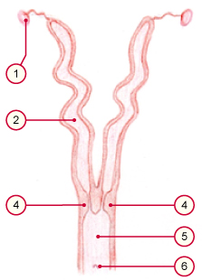 media/vet/module21/Uterus_kanin.jpg