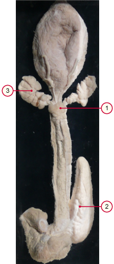 media/vet/module21/akzesDrusenSus.jpg