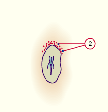 media/vet/module3/10_1_PrimVogel_B.gif