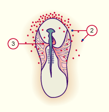 media/vet/module3/10_1_PrimVogel_D.gif