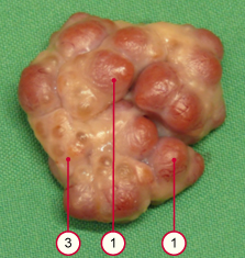 media/vet/module3/3_5_Corpus_luteum_Schwein_0.jpg