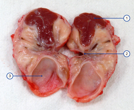 media/vet/module3/6_2_3_4_Corpus_luteum_Pferd.gif