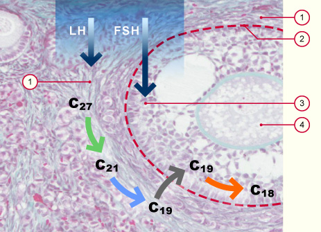 media/vet/module3/cv06_folliculogenese.jpg