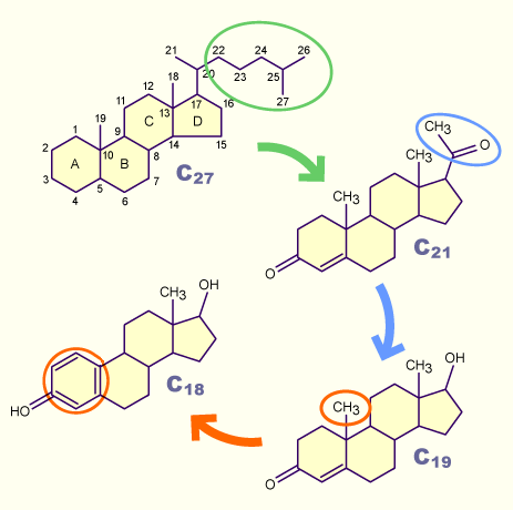 media/vet/module3/cv07_steroidogenese.gif