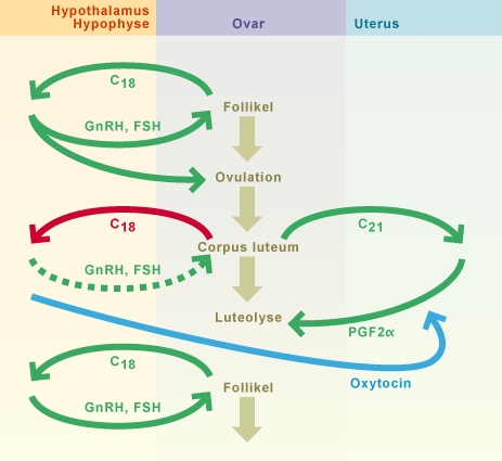 media/vet/module3/cv08_ziklussterung.gif