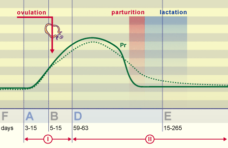 media/vet/module3/cv17_ziklushundin.gif