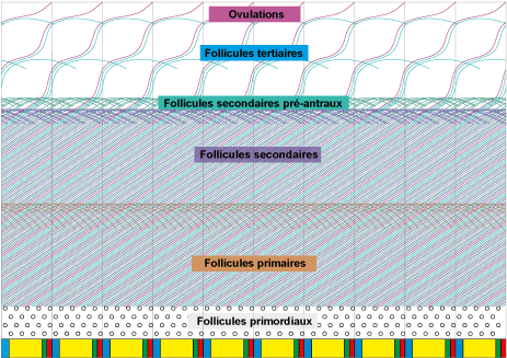 media/vet/module3/cv_09_FR.gif