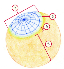 media/vet/module5/Zonenglied_Huhn_02.jpg