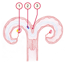 media/vet/module6/Blastozyste_elongiert_R.jpg