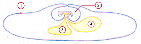 media/vet/module6/Embryo_Schwein_16d.jpg