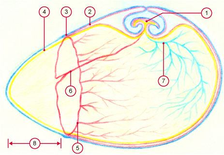 media/vet/module6/Keimblase_Pferd_1.jpg